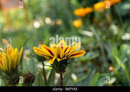 Fleurs orange jaune gazania au parterre. Banque D'Images