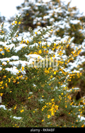 Image de l'ajonc d'un arbuste à fleurs jaunes de la famille des pois, les feuilles sont modifiées pour former des épines, dans la neige Banque D'Images