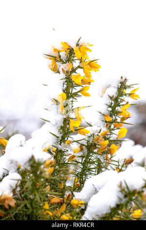 Image de l'ajonc d'un arbuste à fleurs jaunes de la famille des pois, les feuilles sont modifiées pour former des épines, dans la neige Banque D'Images