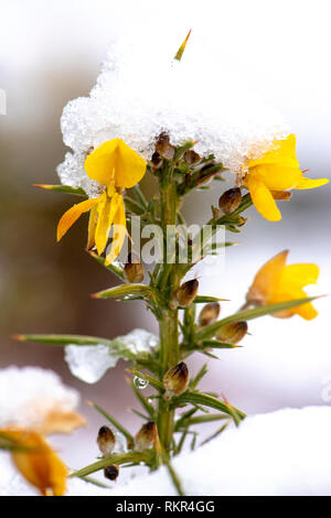 Image de l'ajonc d'un arbuste à fleurs jaunes de la famille des pois, les feuilles sont modifiées pour former des épines, dans la neige Banque D'Images