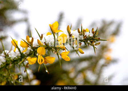 Image de l'ajonc d'un arbuste à fleurs jaunes de la famille des pois, les feuilles sont modifiées pour former des épines, dans la neige Banque D'Images