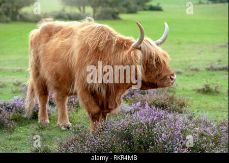 Image en gros plan d'un pâturage vache highland parmi l'été Heather dans le parc national New Forest, Hampshire, England, UK Banque D'Images