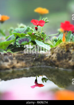 Géranium rouge reflète dans l'eau dans un bain d'oiseaux. Banque D'Images