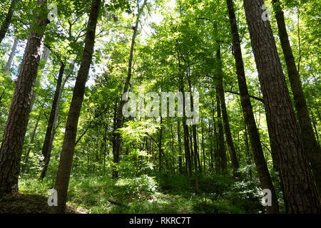 Une forêt dense d'arbres près de Rocky Springs (Claiborne Comté) sur la Natchez Trace Parkway dans le Mississipi, USA Banque D'Images