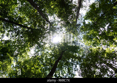 Une forêt dense d'arbres près de Rocky Springs (Claiborne Comté) sur la Natchez Trace Parkway dans le Mississipi, USA Banque D'Images