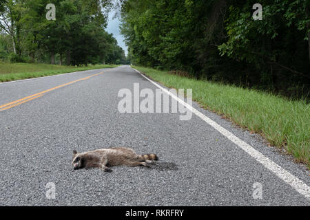 Road Kill avec le raton laveur tué par une voiture sur l'autoroute. Country road with animal mort en milieu rural Mississippi, États-Unis d'Amérique Banque D'Images