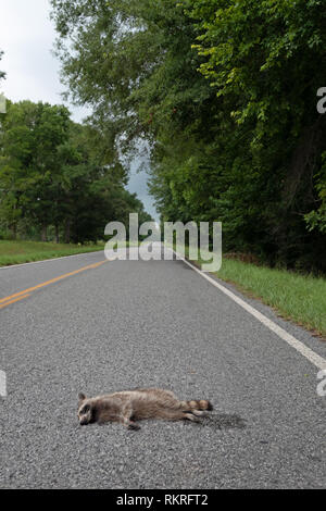 Road Kill avec le raton laveur tué par une voiture sur l'autoroute. Country road with animal mort en milieu rural Mississippi, États-Unis d'Amérique Banque D'Images