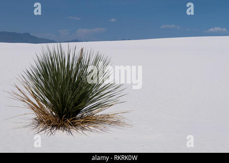 Soaptree yucca Dunes avec (Yucca elata) plantes sur le sable au White Sands National Monument dans le Nouveau Mexique, États-Unis d'Amérique. American park nature, Banque D'Images