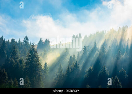 Paysage brumeux fantastique en automne. forêt de pins sur la colline à midi. superbe temps ensoleillé avec des nuages sur un ciel bleu au-dessus e inhabituelle. Banque D'Images