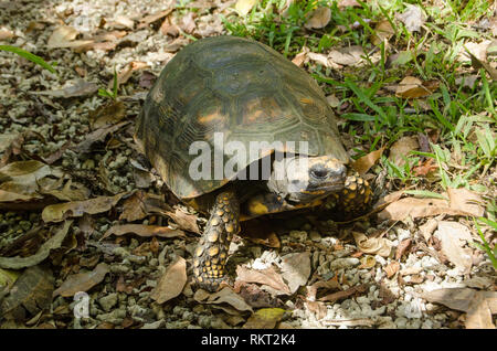 Une tortue à pieds jaunes de marcher sur le sol de la forêt à Tobago, Trinité-et-Tobago. Banque D'Images