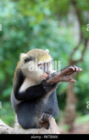 Campbell du singe Mona Cercopithecus campbelli Banque D'Images