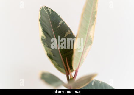 Usine de caoutchouc bébé panaché contre mur blanc Banque D'Images