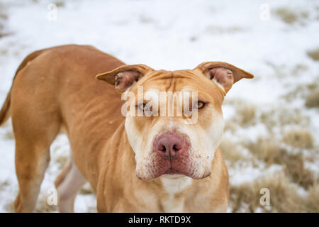 Fosse de travail / American Bulldog Bully portrait Banque D'Images