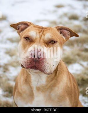 Fosse de travail / American Bulldog Bully portrait Banque D'Images
