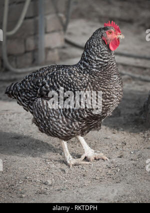 Close up of free range couche Speckled hen. Poule dans la ferme. Banque D'Images