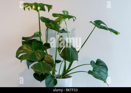 Monstera Delisiosa plante en pot blanc contre le mur blanc Banque D'Images