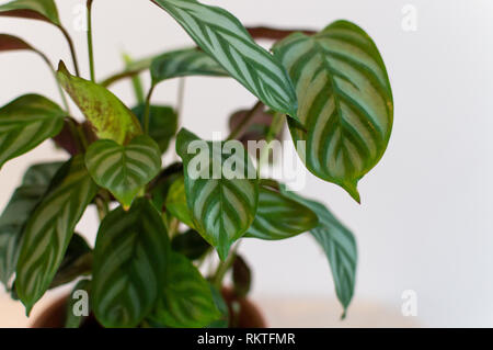 Plante paon contre mur blanc Banque D'Images