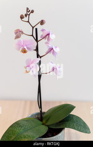 Orchidée rose contre mur blanc Banque D'Images