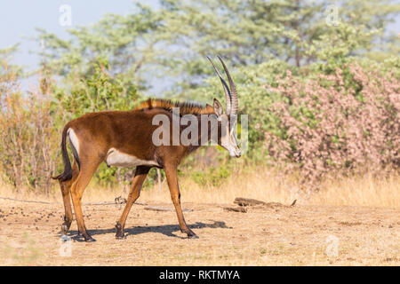 L'hippotrague (Hippotragus niger) marche dans la savane, ciel bleu Banque D'Images