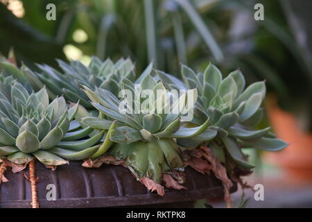 / Echeveria Echeveria est une espèce de plantes à fleurs de la famille Crassulacées Banque D'Images