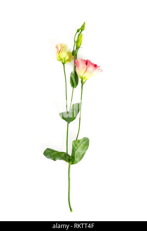 Eustoma isolated on white Banque D'Images