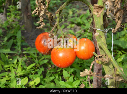 Les tomates sont malades par le mildiou. Gros plan sur l'oomycète Phytophthora infestans est un grave qui provoque la maladie connue sous le nom de tomate mildiou ou p Banque D'Images