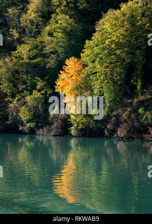 Les arbres d'automne en raison de diverses couleurs dans l'eau verte Banque D'Images