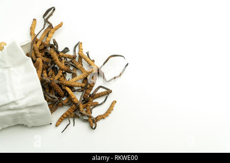 Libre d'Ophiocordyceps sinensis ou champignons cordyceps dans sac en tissu blanc sur fond isolé. Propriétés médicinales dans le traitement des maladies. Banque D'Images