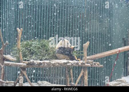 Beijing, Chine. 12 Février, 2019. Un panda géant mange des pousses de bambou dans la neige au Zoo de Pékin à Beijing, capitale de la Chine, 10 févr. 12, 2019. Une chute de neige a frappé Beijing mardi. Ventilateur : crédit Shanghai/Xinhua/Alamy Live News Banque D'Images