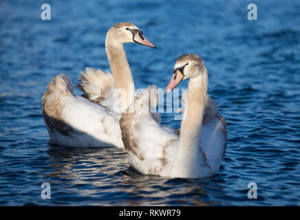 Genève, Suisse. 12 Février, 2019. Les cygnes nager dans la véranda et jardin botanique de la ville de Genève, Suisse, le 12 février 2019. Selon les prévisions météorologiques locales, la température la plus élevée sera de plus de 10 degrés Celsius dans les prochains jours de cette semaine. Credit : Xu Jinquan/Xinhua/Alamy Live News Banque D'Images