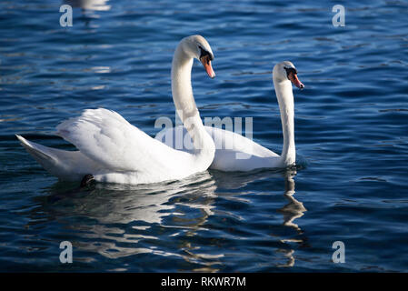 Genève, Suisse. 12 Février, 2019. Les cygnes nager dans la véranda et jardin botanique de la ville de Genève, Suisse, le 12 février 2019. Selon les prévisions météorologiques locales, la température la plus élevée sera de plus de 10 degrés Celsius dans les prochains jours de cette semaine. Credit : Xu Jinquan/Xinhua/Alamy Live News Banque D'Images