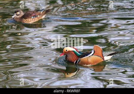 Genève, Suisse. 12 Février, 2019. Canards mandarins nager en Conservatoire et Jardin botanique de la ville de Genève, Suisse, le 12 février 2019. Selon les prévisions météorologiques locales, la température la plus élevée sera de plus de 10 degrés Celsius dans les prochains jours de cette semaine. Credit : Xu Jinquan/Xinhua/Alamy Live News Banque D'Images