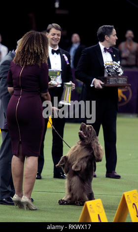 New York, USA. 12 février 2019. Westminster Dog Show - New York, 12 février 2019 : Sussex Spaniel GCH CH Kamand est plein de haricots, ou de haricots pour court, célèbre avec son maître après avoir remporté le groupe sportif à la 143e assemblée annuelle Westminster Dog Show, mardi soir au Madison Square Garden de New York. C'était la deuxième année consécutive, il a remporté le groupe. Crédit : Adam Stoltman/Alamy Live News Banque D'Images