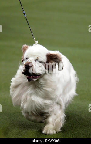 New York, USA. 12 février 2019. Westminster Dog Show - New York, 12 février 2019 : Un Clumber Spaniel lors de juger de la Sporting Group à la 143e assemblée annuelle Westminster Dog Show, mardi soir au Madison Square Garden de New York. Crédit : Adam Stoltman/Alamy Live News Banque D'Images