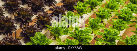 Feuilles de laitue fraîche, Close up.,la laitue, salade de légumes hydroponiques plantes feuilles. Les aliments biologiques, l'agriculture et de l'hydroponie conccept banner Banque D'Images