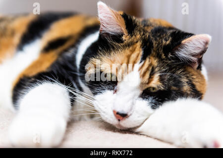 Portrait De L Un Des Profils Chat Calico Couche Dans La Cage En Attente D Adoption Peur Photo Stock Alamy