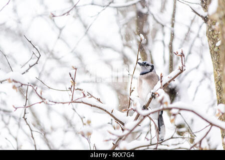 L'un geai bleu Cyanocitta cristata oiseau perché sur la branche d'arbre pendant l'hiver, recouverts de neige en Virginie avec flocons de neige tomber Banque D'Images