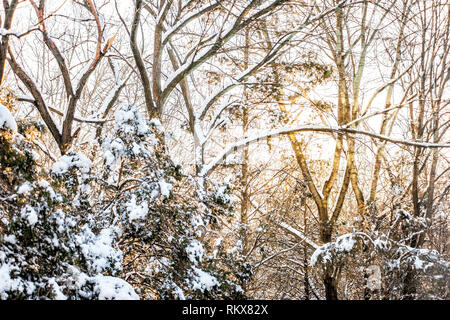 Vue rapprochée de la forêt arbres couverts de neige avec des pins evergreen après blizzard tempête blanche avec le soleil levant du soleil en Virginie Banque D'Images