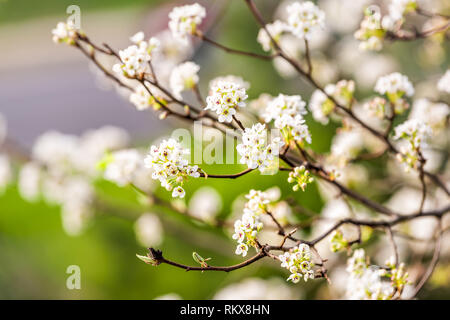 Fleur de cerisier Blanc arbre sakura gros plan macro avec pétales de fleurs au printemps printemps Washington DC la Virginie du Nord et les branches fond vert Banque D'Images