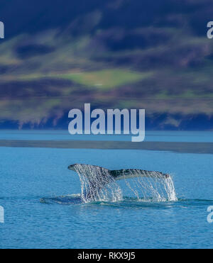 Rorqual à bosse, Lobtailing, Eyjafjordur, Islande Banque D'Images