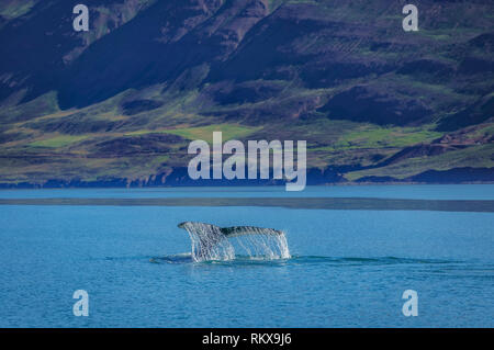 Rorqual à bosse, Lobtailing, Eyjafjordur, Islande Banque D'Images