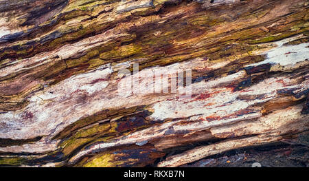 Tombé dans la forêt arbre décomposé Banque D'Images