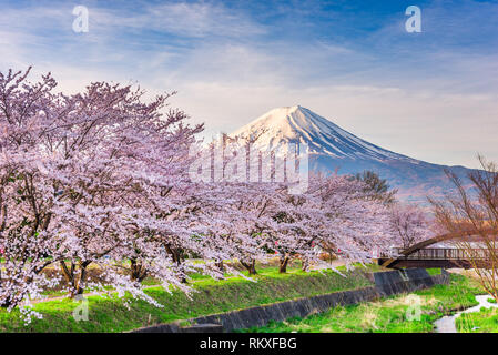 Mt Fuji Japon. au printemps à partir de la rive du lac Kawaguchi. Banque D'Images