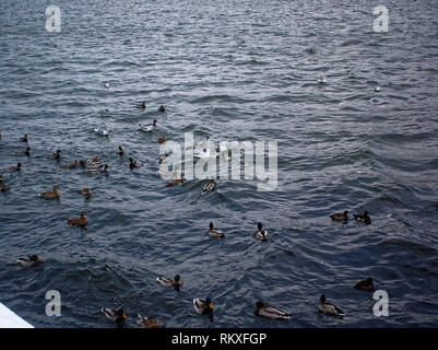 Canards nager dans la rivière en novembre, Moscou Banque D'Images