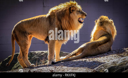 Un homme African lion rugit en se tenant debout à côté d'un autre lion dans un enclos dans un zoo. Banque D'Images