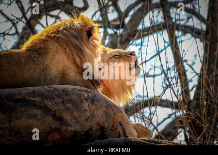 Un homme African lion rugit en position couchée sur un rocher à côté d'un autre lion dans un enclos dans un zoo. Banque D'Images