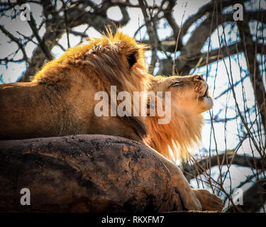 Un homme African lion rugit en position couchée sur un rocher à côté d'un autre lion dans un enclos dans un zoo. Banque D'Images