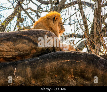 Un homme lion africain se trouve sur un rocher dans un enclos dans un zoo. Banque D'Images