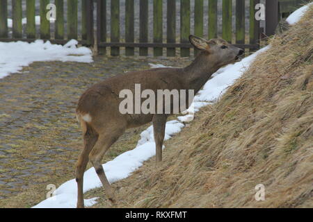 Les chevreuils près de Liberec, République Tchèque Banque D'Images