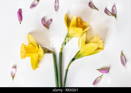 Mise à plat de l'image trois jonquilles fleurs sur un fond blanc avec des pétales de rose qui les entourent Banque D'Images